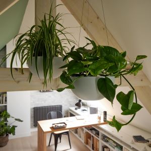 Plantes vertes et bureau en arrière plan